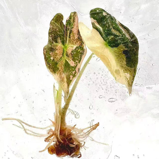 Alocasia Nobilis Pink Variegated (K Version) – Tissue Culture Plantlets (Set of 10)