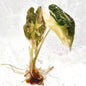 Alocasia Nobilis Pink Variegated (K Version) – Tissue Culture Plantlets (Set of 10)