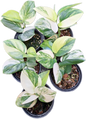 Scindapsus Rubicon Variegated
 – Set of 3 Plants