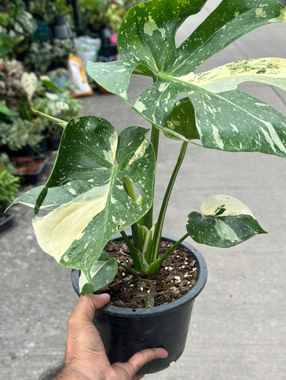 Monstera Thai Constellation “Platinum ” Cup” – (Actual Plant)