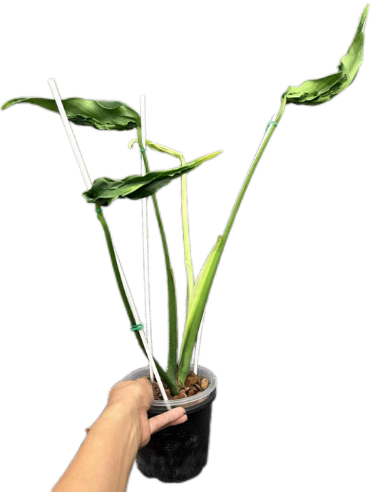 Monstera Deliciosa “Hurricane” – Rare Collector’s Choice (Exact Plant)