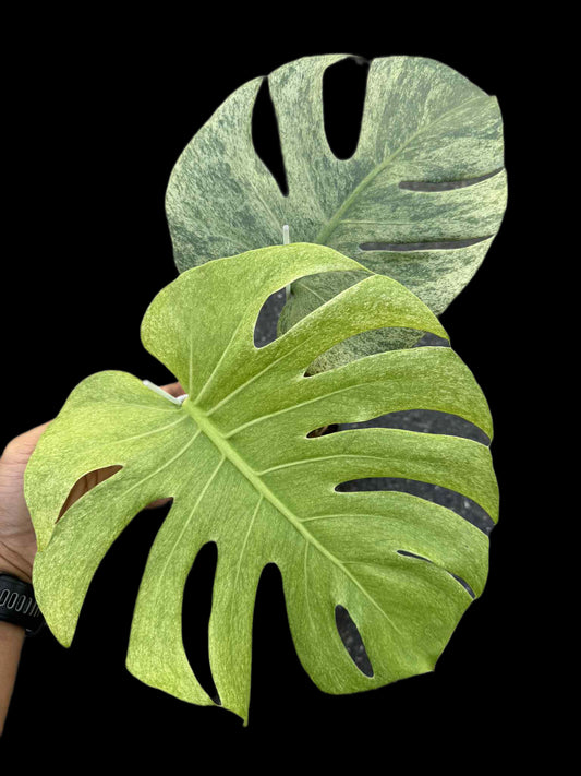 Monstera Deliciosa “Full Mint” Variegated NOID – Actual Plant
