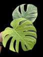 Monstera Deliciosa “Full Mint” Variegated NOID – Actual Plant