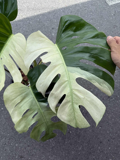 Monstera Borsigiana “Brazilian Form” Mint Variegated – Big Mature Form (Exact Plant Shown)
