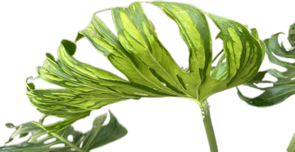Monstera deliciosa ‘Tattoo ’ – Rare Collector’s Plant (Big Mature Size)