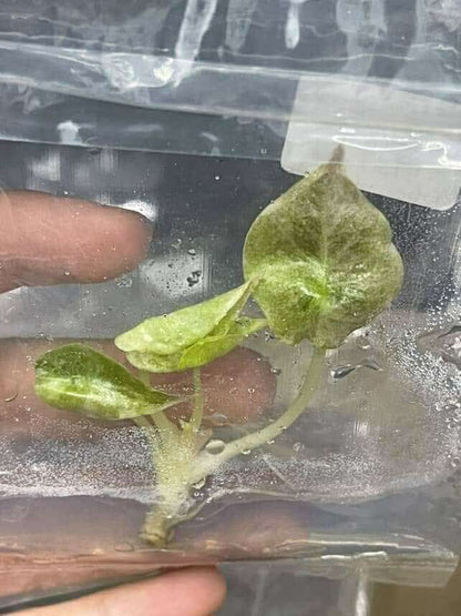 Alocasia Cuprea Red Secret Mint Variegated – Plant Tissue Culture (Wholesale)