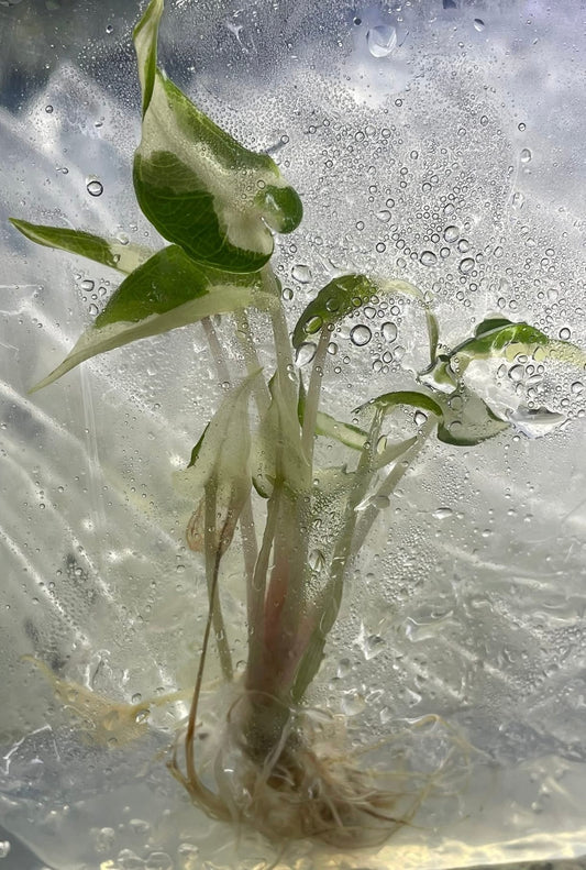 Alocasia Pink Bambino Variegated – Plant Tissue Culture (Wholesale)
