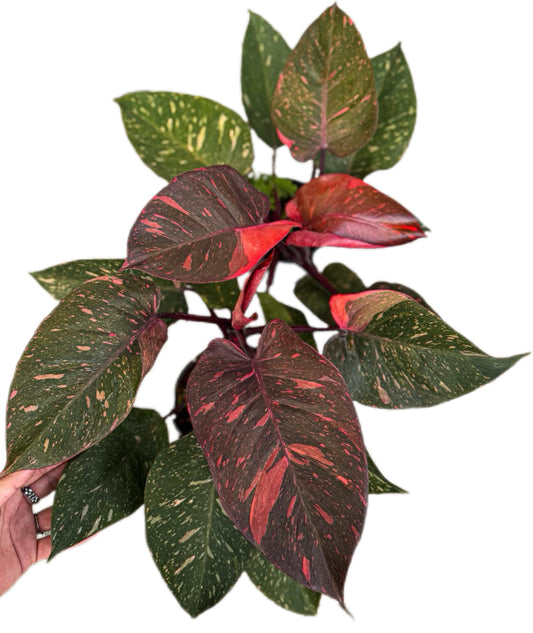 Philodendron Orange Princess Variegated Set of 10 Plants