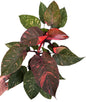 Philodendron Orange Princess Variegated Set of 10 Plants
