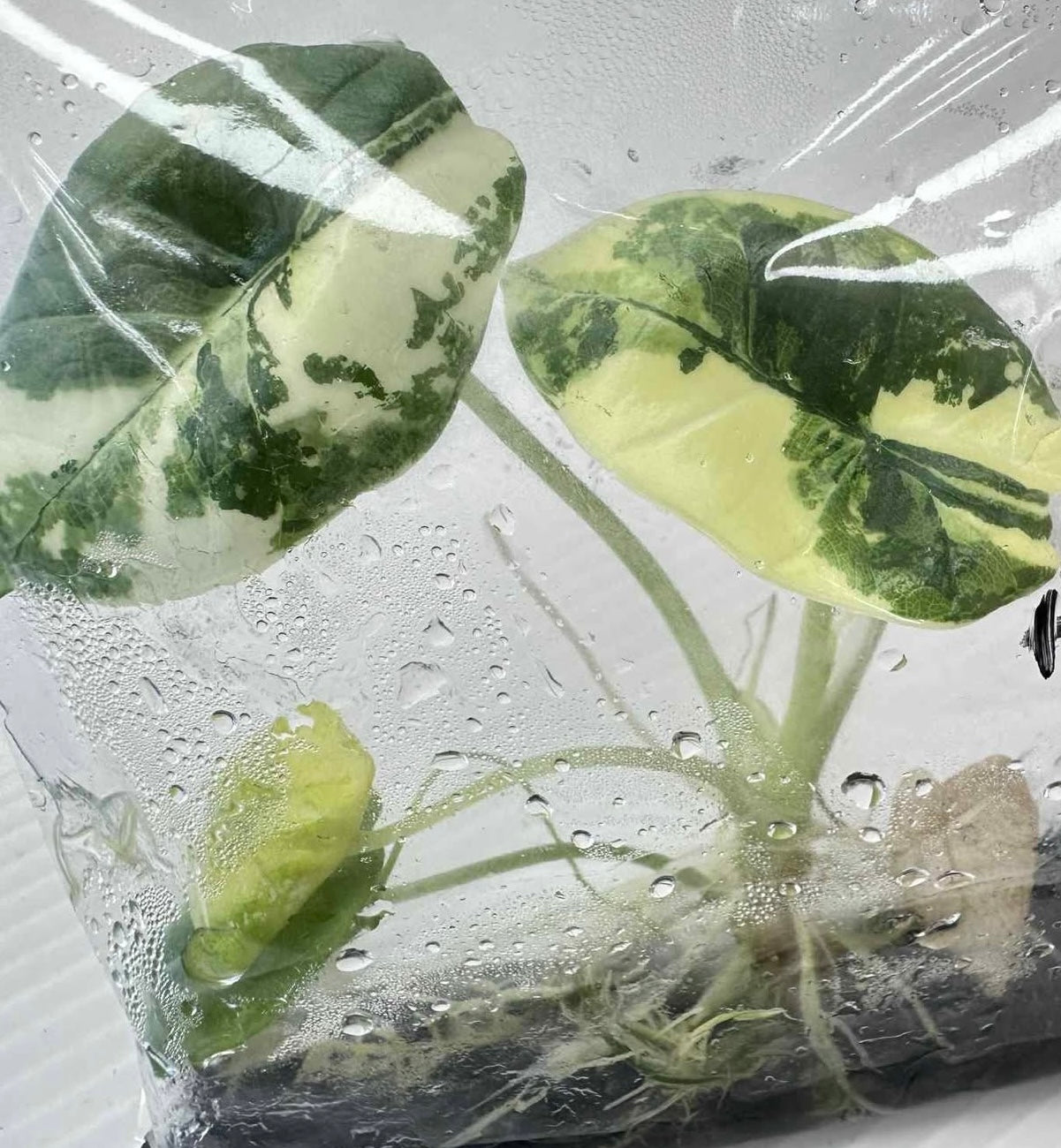 Alocasia Bisma (Platinum) Albo Variegated – Tissue Culture Wholesale
