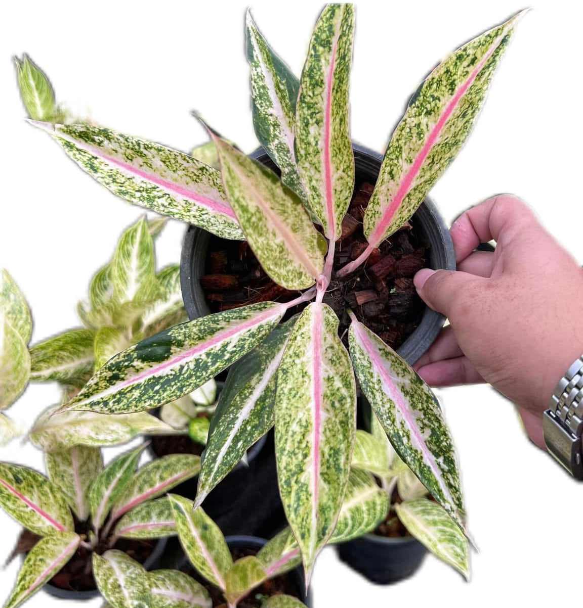 Aglaonema “Pink Legacy”