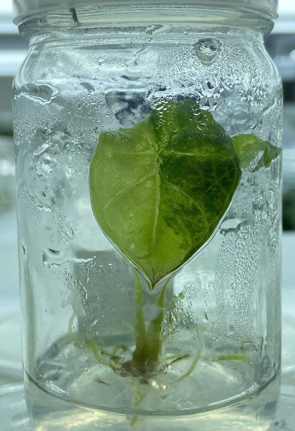 Alocasia Regal Shield Aurea Variegated – Tissue Culture (Wholesale) Set of 10 Plants