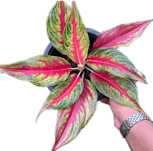 Aglaonema “Red Panama”