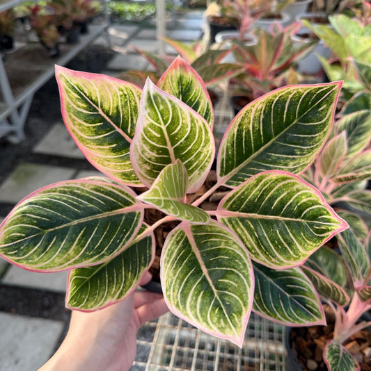 Aglaonema “Minion” | Set of 5 Plants