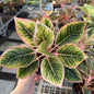 Aglaonema “Minion” | Set of 5 Plants