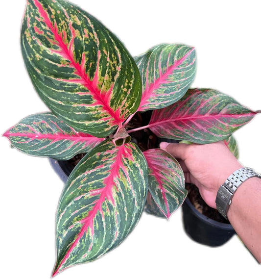 Aglaonema “Amnat Charoen”