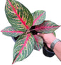 Aglaonema “Amnat Charoen”