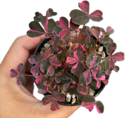 Oxalis Triangularis Variegated