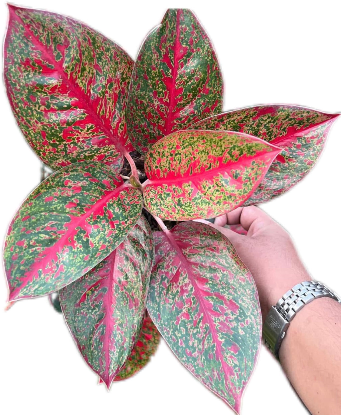 Aglaonema “Sap Mongkol”