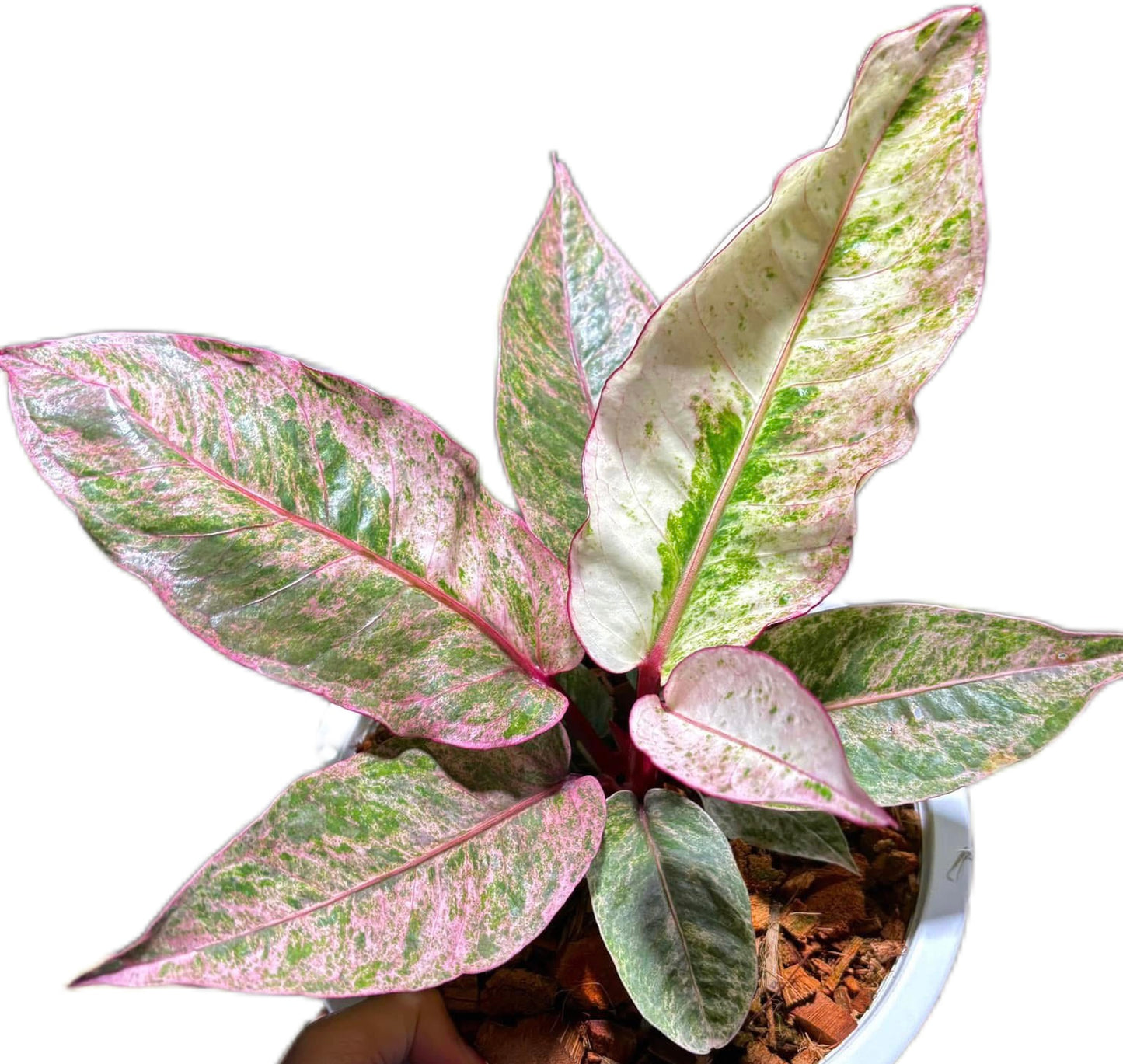 Anthurium Renaissance Variegated (small)