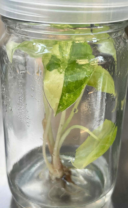 Alocasia Pink Dragon Variegated – Tissue Culture Wholesale