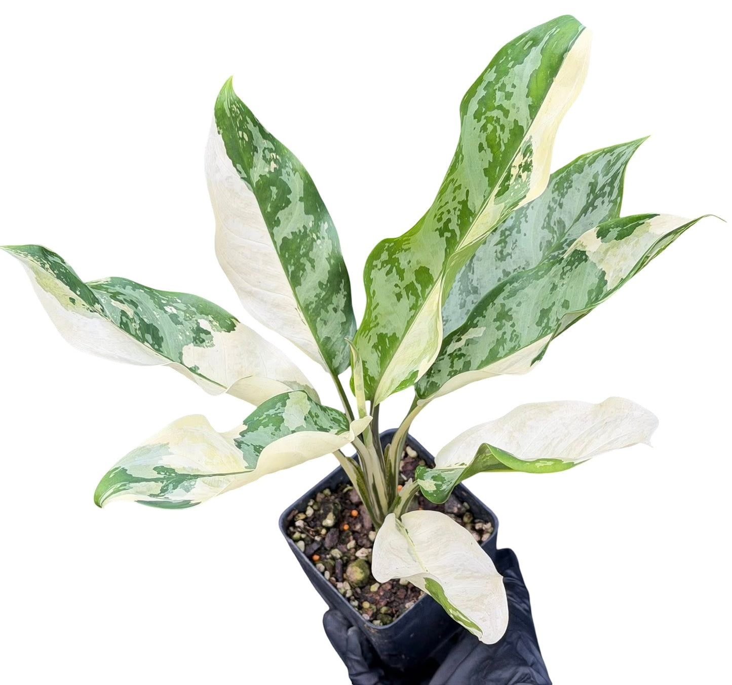 Aglaonema Manila Pride