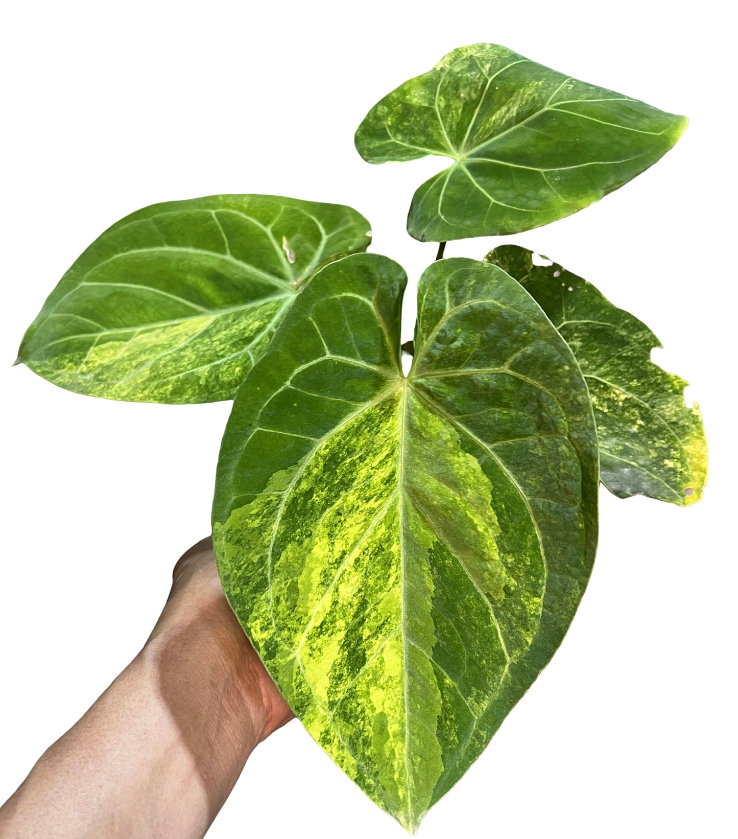 Anthurium Papillilaminum x Crystallinum ‘Hope’ Variegated