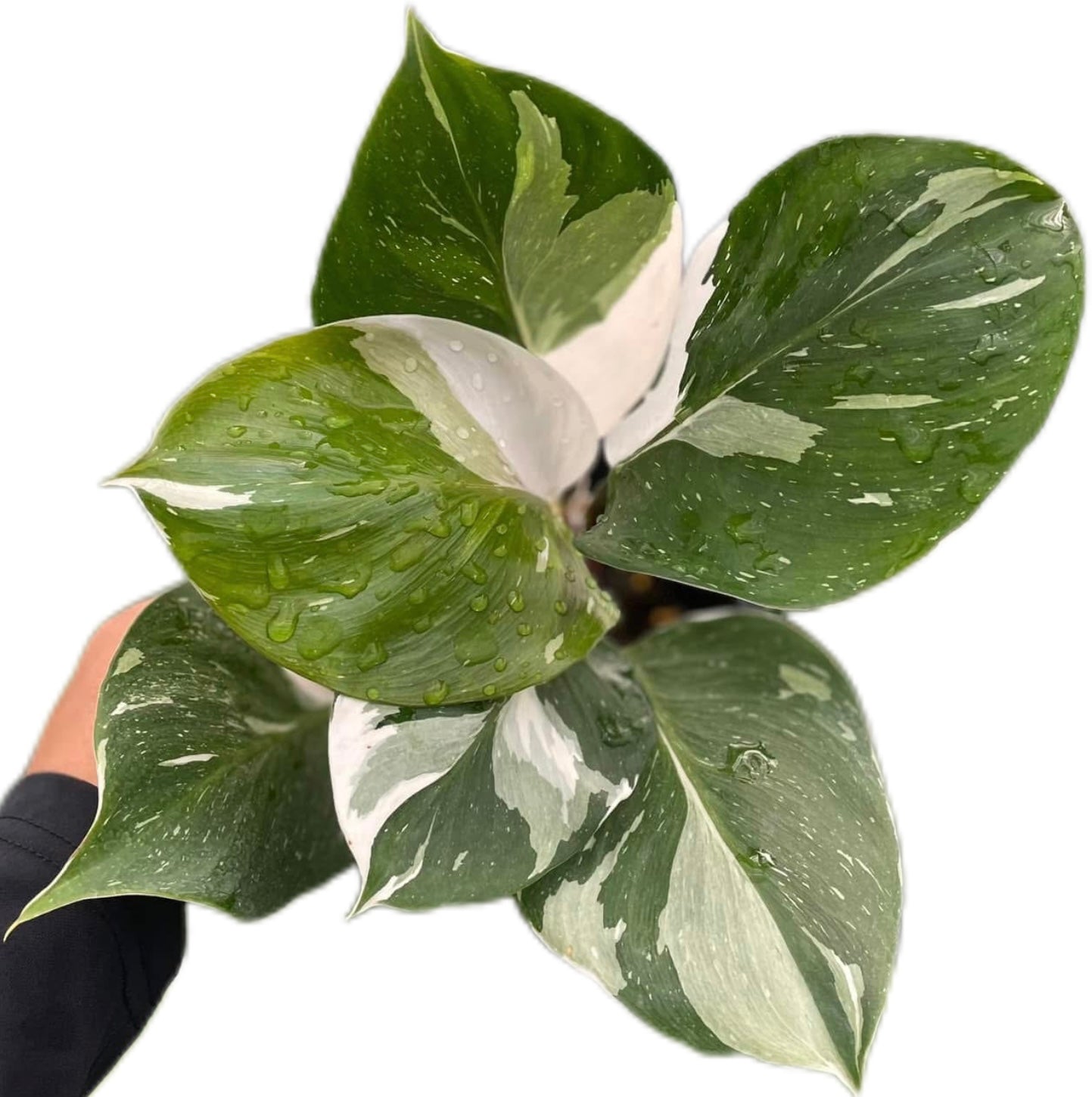 Philodendron White Knight Variegated