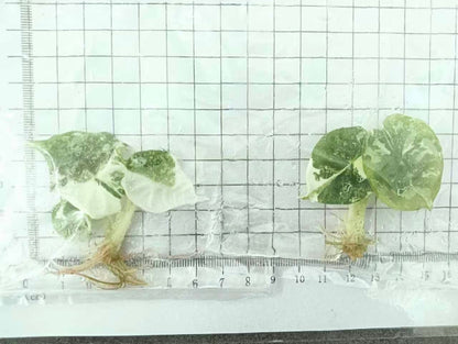 Alocasia Nebula Albo Variegated – Tissue Culture