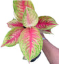 Aglaonema “Ruay Lap”