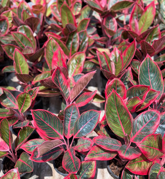 Aglaonema “Khanza” | Set of 5 Plants