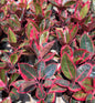Aglaonema “Khanza” | Set of 5 Plants