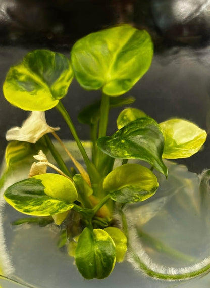 Philodendron Goeldii Variegated – Tissue Culture Wholesale