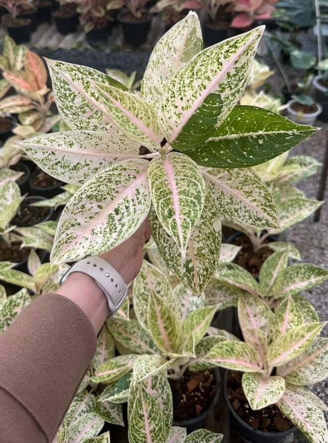 Aglaonema “Mutiara” – Wholesale Set of 5 Plants