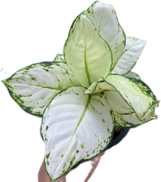 Aglaonema Super White