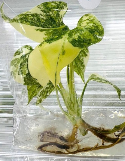 Monstera Thai Constellation High Variegated – Tissue Culture Wholesale