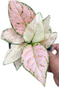 Aglaonema “Aunyamanee Chompoo”