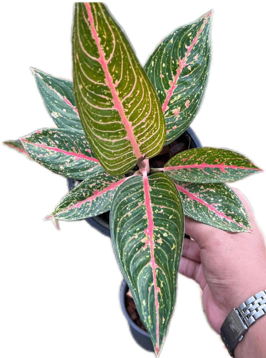 Aglaonema “Green Legacy”