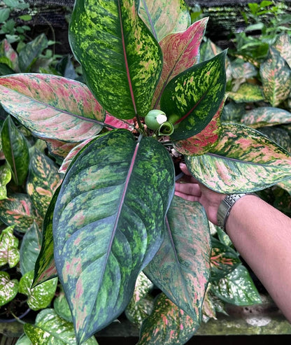 Aglaonema “Heng Heng”