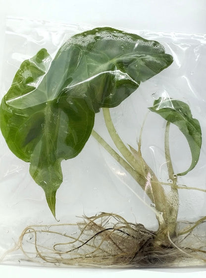 Alocasia Venom – Tissue Culture Wholesale