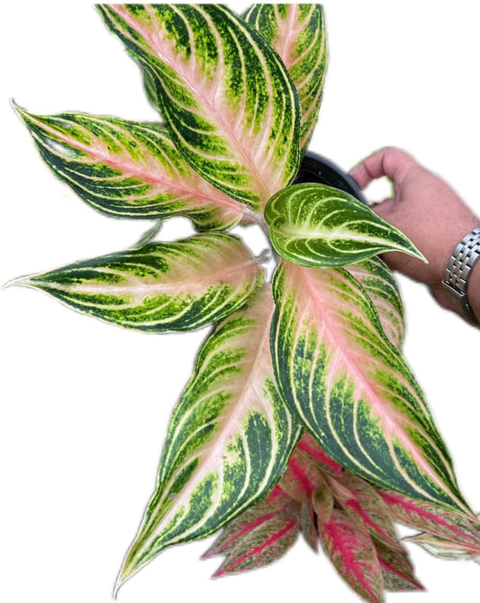 Aglaonema “Pink Panama”