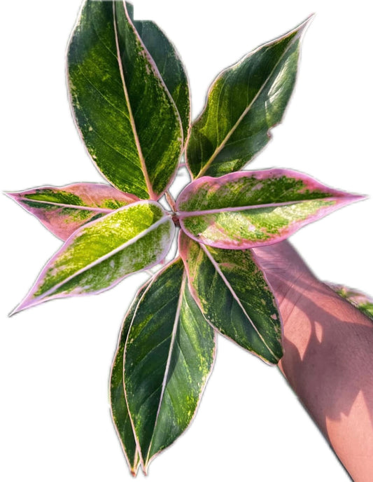 Aglaonema “Siam Pink”