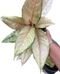 Bundle of 5 Plants Aglaonema “Frozen”