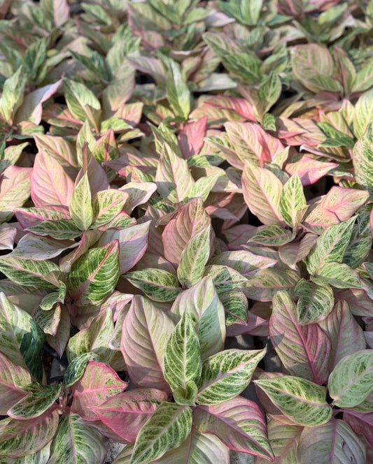Aglaonema “White Princess” | Set of 5 Plants