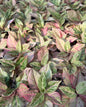 Aglaonema “White Princess” | Set of 5 Plants