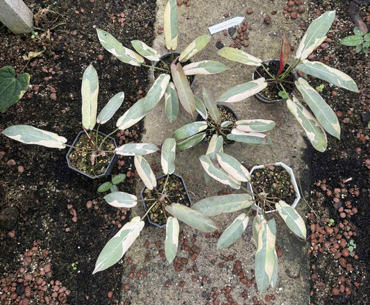 Philodendron Atabapoense  Variegated Set of 5 Plants