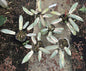 Philodendron Atabapoense  Variegated Set of 5 Plants