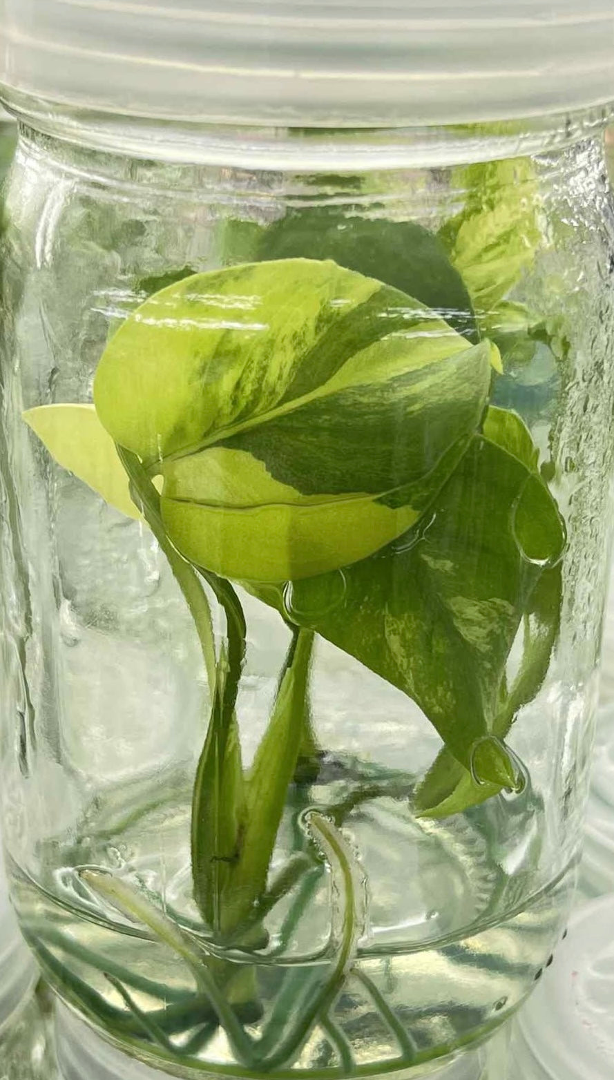 Monstera Deliciosa “Yellow Marilyn” Tissue Culture – Wholesale