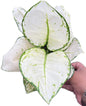 Aglaonema “Super White”