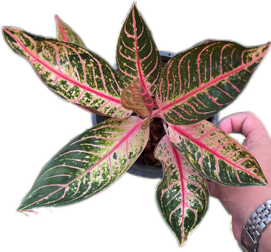 Aglaonema “Ban Lang Tabtim”